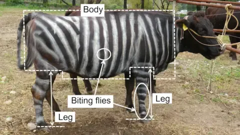 Zebra Cows and Teflon Food Claim Lighthearted Research Honors